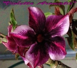 New Adenium \'Violetta Aromatic\' 5 Seeds